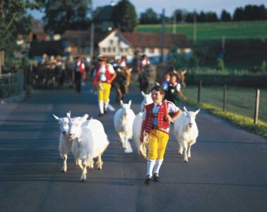 Agritourism in Switzerland: Reviving Family Farms Through Rural Tourism Image
